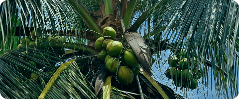 Coconuts